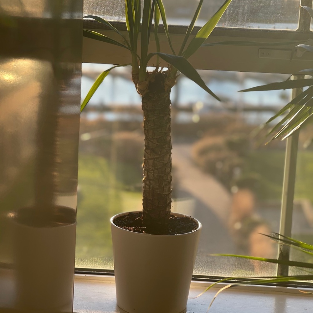 Mini palm tree - Picture 4 of 5